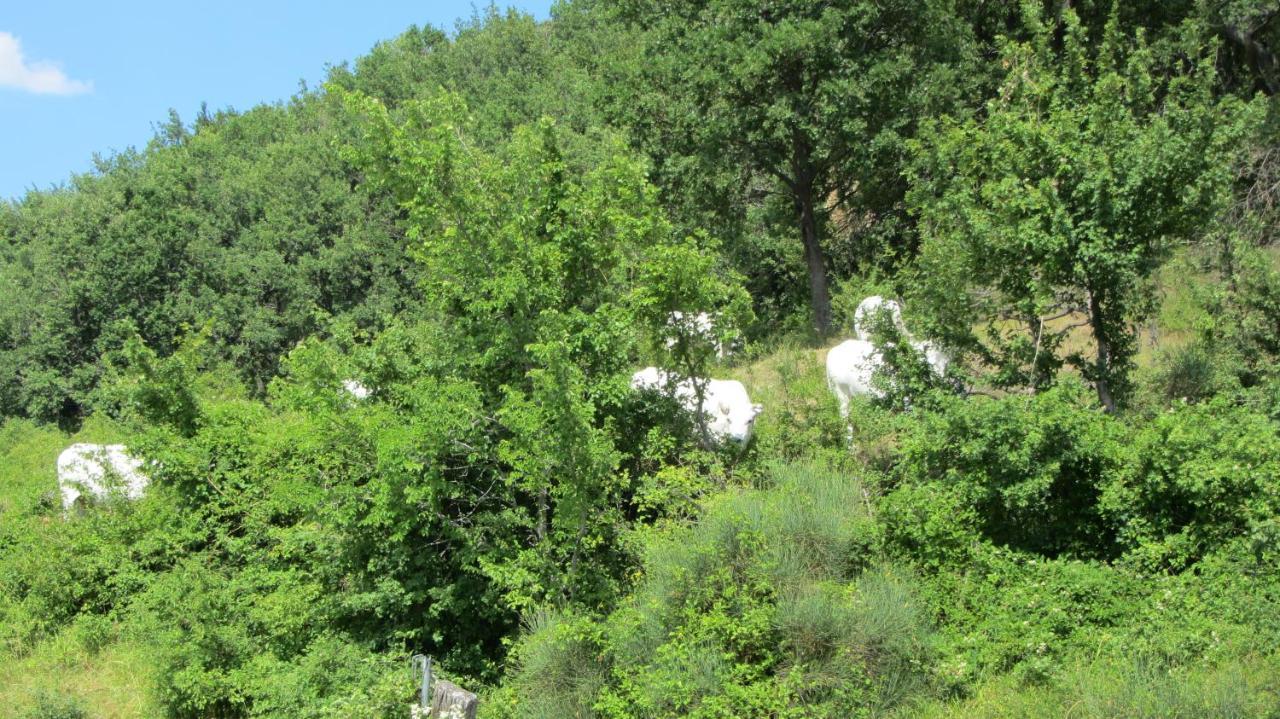 ホテル Casale Le Fontanelle Monte Grimano Terme エクステリア 写真